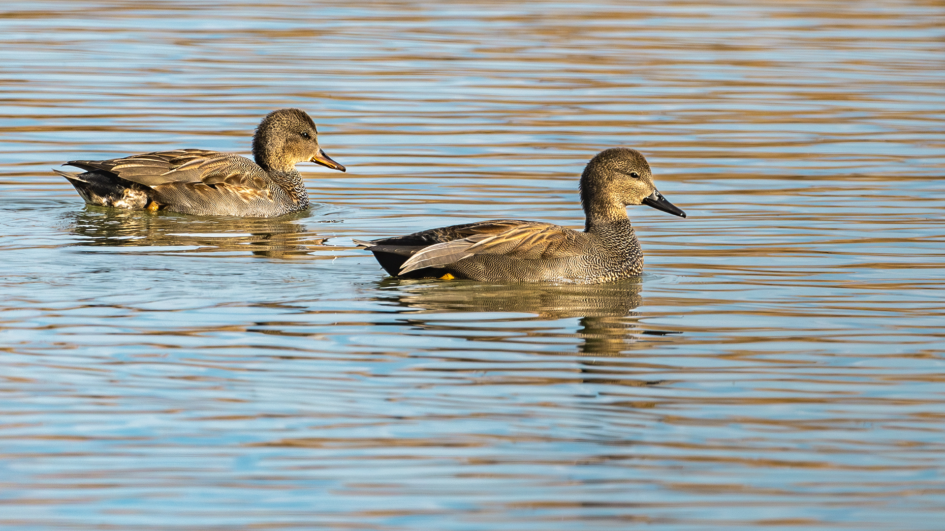 Gadwall — Ana fotoğraf